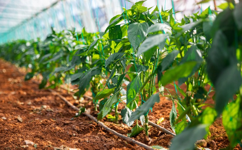 季節の野菜収穫体験（夏季限定）